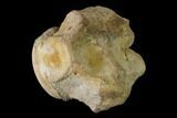 Fossil Mosasaur (Clidastes) Cervical Vertebra - Kansas #136436-2